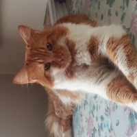 Tekir Kedi, Kedi  Sarman fotoğrafı