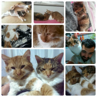 Tekir Kedi, Kedi  Sarman fotoğrafı