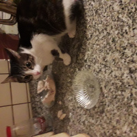 Tekir Kedi, Kedi  Behlul ve peri fotoğrafı