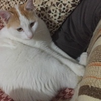 Sarman, Kedi  Limon fotoğrafı
