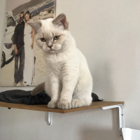 British Shorthair, Kedi  Lidya fotoğrafı