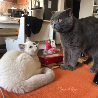 British Shorthair, Kedi  Lidya fotoğrafı