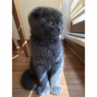 Scottish Fold, Kedi  Venüs fotoğrafı