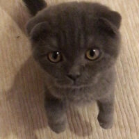 Scottish Fold, Kedi  Venüs fotoğrafı