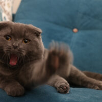 Scottish Fold, Kedi  Venüs fotoğrafı