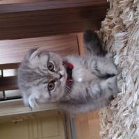 Scottish Fold, Kedi  asya fotoğrafı