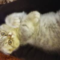 Scottish Fold, Kedi  asya fotoğrafı