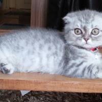 Scottish Fold, Kedi  asya fotoğrafı