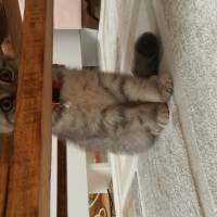 Scottish Fold, Kedi  asya fotoğrafı