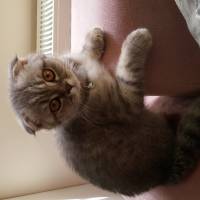 Scottish Fold, Kedi  asya fotoğrafı