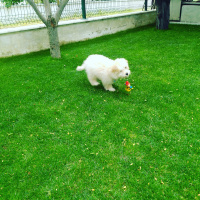 Maltese, Köpek  Paşa fotoğrafı