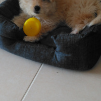 Maltese, Köpek  Paşa fotoğrafı