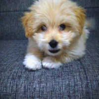 Maltese, Köpek  Paşa fotoğrafı