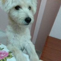 Maltese, Köpek  Paşa fotoğrafı