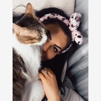 Tekir Kedi, Kedi  Pamuk fotoğrafı