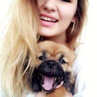 Pekingese, Köpek  Misha fotoğrafı
