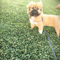 Pekingese, Köpek  Misha fotoğrafı