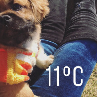 Pekingese, Köpek  Misha fotoğrafı