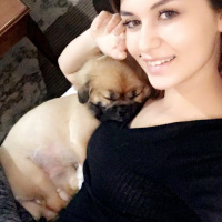 Pekingese, Köpek  Misha fotoğrafı