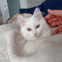 Tekir Kedi, Kedi  Mia fotoğrafı