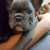 Fransız Bulldog, Köpek  Hector fotoğrafı