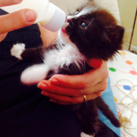 Tuxedo (Smokin) Kedi, Kedi  Kado fotoğrafı