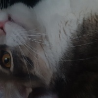 Tekir Kedi, Kedi  Bulut fotoğrafı