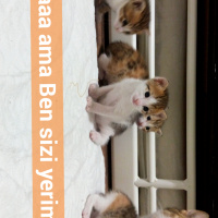 Tekir Kedi, Kedi  Pika fotoğrafı
