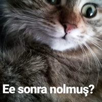 Tekir Kedi, Kedi  Mısır fotoğrafı