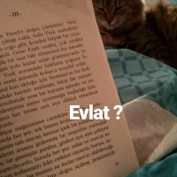 Tekir Kedi, Kedi  Mısır fotoğrafı