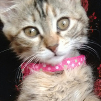 Tekir Kedi, Kedi  Mısır fotoğrafı