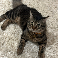 Tekir Kedi, Kedi  Fıstık fotoğrafı