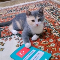 Tekir Kedi, Kedi  Mia fotoğrafı