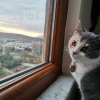 Tekir Kedi, Kedi  Mia fotoğrafı