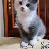 Tekir Kedi, Kedi  Mia fotoğrafı