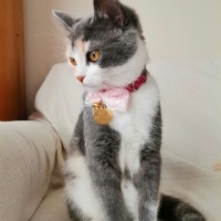 Tekir Kedi, Kedi  Mia fotoğrafı