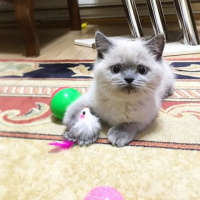 British Shorthair, Kedi  Şans fotoğrafı
