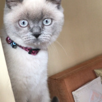 British Shorthair, Kedi  Şans fotoğrafı
