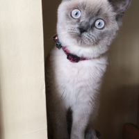 British Shorthair, Kedi  Şans fotoğrafı