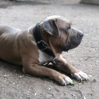 Amerikan Staffordshire Terrier, Köpek  Ares fotoğrafı