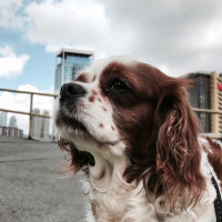 Cavalier King Charles Spanieli, Köpek  Jüjük fotoğrafı