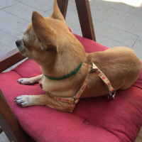 Chihuahua, Köpek  Mickey fotoğrafı