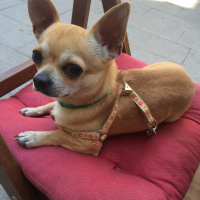 Chihuahua, Köpek  Mickey fotoğrafı