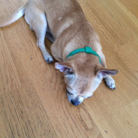 Chihuahua, Köpek  Mickey fotoğrafı