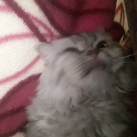 British Shorthair, Kedi  Bulut fotoğrafı