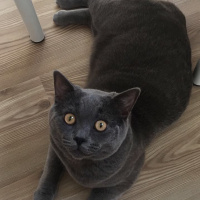 British Shorthair, Kedi  Hodor fotoğrafı