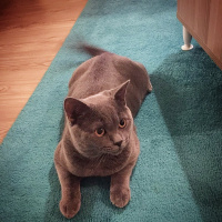 British Shorthair, Kedi  Hodor fotoğrafı