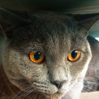 British Shorthair, Kedi  Hodor fotoğrafı