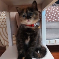 British Shorthair, Kedi  Tarçın fotoğrafı