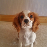 Cavalier King Charles Spanieli, Köpek  Köpük fotoğrafı